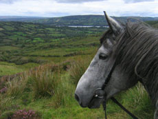 RANDOCHEVAL - Randonn&eacute;e &eacute;questre dans le Burren en Irlande