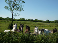 RANDOCHEVAL - Chevaux d'Irlande