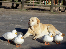 RANDOCHEVAL - Chiens et canards