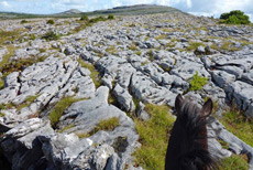 RANDOCHEVAL - Randonnée équestre en Irlande