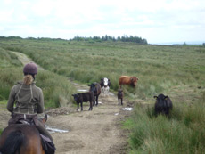RANDOCHEVAL - Randonnée équestre en Irlande