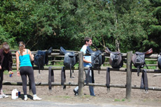 RANDOCHEVAL - Sellerie en Irlande