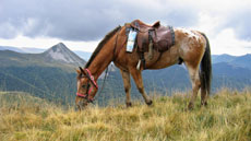 Randonn&eacute;e &eacute;questre pour les juniors dans le Cantal autour des volcans d'Auvergne - Randocheval / Absolu Voyages