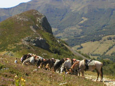 Randonn&eacute;e &eacute;questre pour les juniors dans le Cantal autour des volcans d'Auvergne - Randocheval / Absolu Voyages