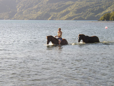Swim with your horse during our horseback trail in Chiloe area - Randocheval / Absolu Voyages