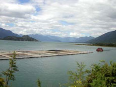 Salmon breeding in the estuary - Randocheval / Absolu Voyages