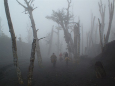 Cloudy forest in Chile - Randocheval / Absolu Voyages