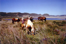 Chiloe Island in Central part of Chile - Randocheval / Absolu Voyages