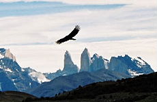 Patagonie : Condor face aux Torres del Paine