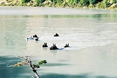 Patagonie, chevaux nageant vers le refugio Dickson