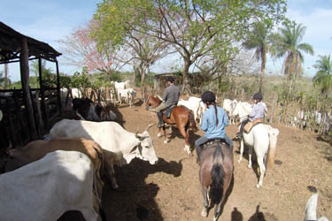 Voyage à cheval - Randonnée équestre au Costa Rica avec Randocheval