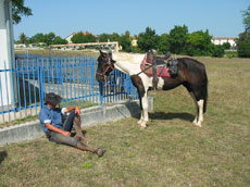 Chevaux arabes et anglais, avec selles anglaise ou western selon vos envies - Croatie - Randocheval