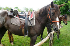 Chevaux arabes et anglais, avec selles anglaise ou western selon vos envies - Croatie - Randocheval