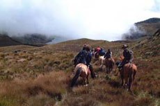 Equateur - sur l'avenue des volcans - Randonnée équestre de rassemblement des troupeaux - Randocheval / Absolu voyages