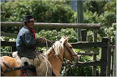 Equateur - Chagra Equatorien - Rassemblement des troupeaux - Randocheval / Absolu voyages