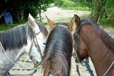 Equateur - La cavalerie  - Randonn&eacute;e &eacute;questre sur l'avenue des volcans - Randocheval / Absolu voyages