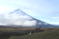 Equateur - Les sommets Andins  - Randonn&eacute;e &eacute;questre sur l'avenue des volcans - Randocheval / Absolu voyages