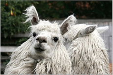 Equateur - Lama Andin - Randocheval / Absolu voyages