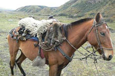 Horse riding trail in Ecuador &ndash; Randocheval Absolu Voyages