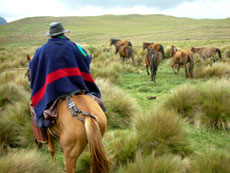 Equateur - troupeaux - Randocheval / Absolu voyages