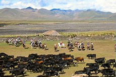 Equateur - troupeaux - Randocheval / Absolu voyages