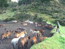 Equateur - tri des annimaux - Randonnée équestre de rassemblement des troupeaux - Randocheval / Absolu voyages