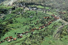 Randonn&eacute;e &eacute;questre de rassemblement des troupeaux (round up et cattle drive) en Equateur (Am&eacute;rique du Sud) dans la Cordill&egrave;re des Andes - Rando Cheval / Absolu Voyages
