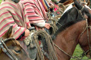 Randonn&eacute;e &eacute;questre et rassemblement de troupeaux (round up et cattle drive) avec les chagras d'Equateur (gauchos et cow boys locaux) en Am&eacute;rique du Sud - Rando Cheval / Absolu Voyages