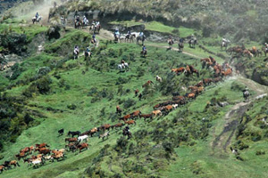 Special round up program in Ecuador - Randocheval / Absolu Voyages