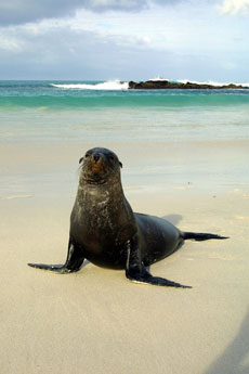 Equateur - Extension aux Galapagos - Randocheval / Absolu voyages
