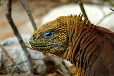Equateur - Extension aux Galapagos - Randocheval / Absolu voyages