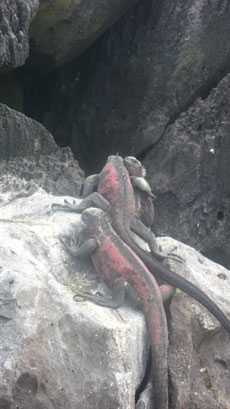 Equateur - Extension aux Galapagos - Randocheval / Absolu voyages