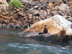 Equateur - Extension aux Galapagos - Randocheval / Absolu voyages