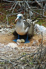 Equateur - Extension aux Galapagos - Randocheval / Absolu voyages