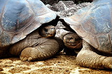 Equateur - Extension aux Galapagos - Randocheval / Absolu voyages