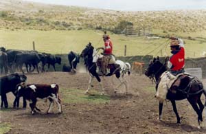 Horse riding holidays, horseback trails and equestrian vacation in Ecuador (South America) on Volcanoes Avenue in Andes mountains : enjoy the oldest and best preserved historical haciendas in South America  !