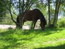 Horse riding trail in Finland &ndash; Randocheval / Absolu Voyages