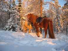 Randonn&eacute;e &eacute;questre en Finlande - Randocheval / Absolu Voyages