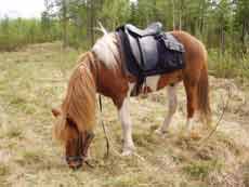 Horse riding trail in Finland &ndash; Randocheval / Absolu Voyages