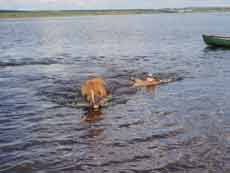 Horse riding trail in Finland &ndash; Randocheval / Absolu Voyages