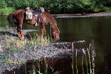 Horse riding holidays, horseback trails and equestrian vacation in Lapland (Finland) on the Polar Circle : adventurous riding trail in Oulanka National Park, among lakes and forests !