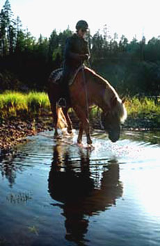 Horse riding holidays, horseback trails and equestrian vacation in Lapland (Finland) on the Polar Circle : adventurous riding trail in Oulanka National Park, among lakes and forests !