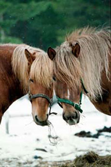 Randonnée équestre en Laponie Finlandaise, sur le Cercle Polaire - Rando Cheval