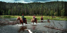 Horse riding holidays, horseback trails and equestrian vacation in Lapland (Finland) on the Polar Circle : adventurous riding trail in Oulanka National Park, among lakes and forests !