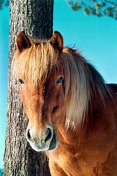 Randonnée équestre en Laponie Finlandaise, sur le Cercle Polaire - Rando Cheval