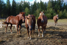 Randonnée équestre en Laponie Finlandaise, sur le Cercle Polaire - Rando Cheval