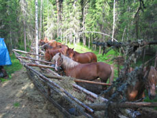 Randonnée équestre en Laponie Finlandaise, sur le Cercle Polaire - Rando Cheval