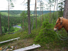 Randonnée équestre en Laponie Finlandaise, sur le Cercle Polaire - Rando Cheval