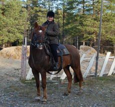 Randonnée équestre en Laponie Finlandaise, sur le Cercle Polaire - Rando Cheval