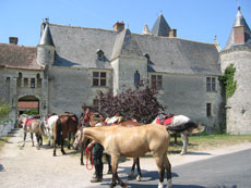 Châteaux de la Loire à cheval - Départ de Villesavin/RANDOCHEVAL